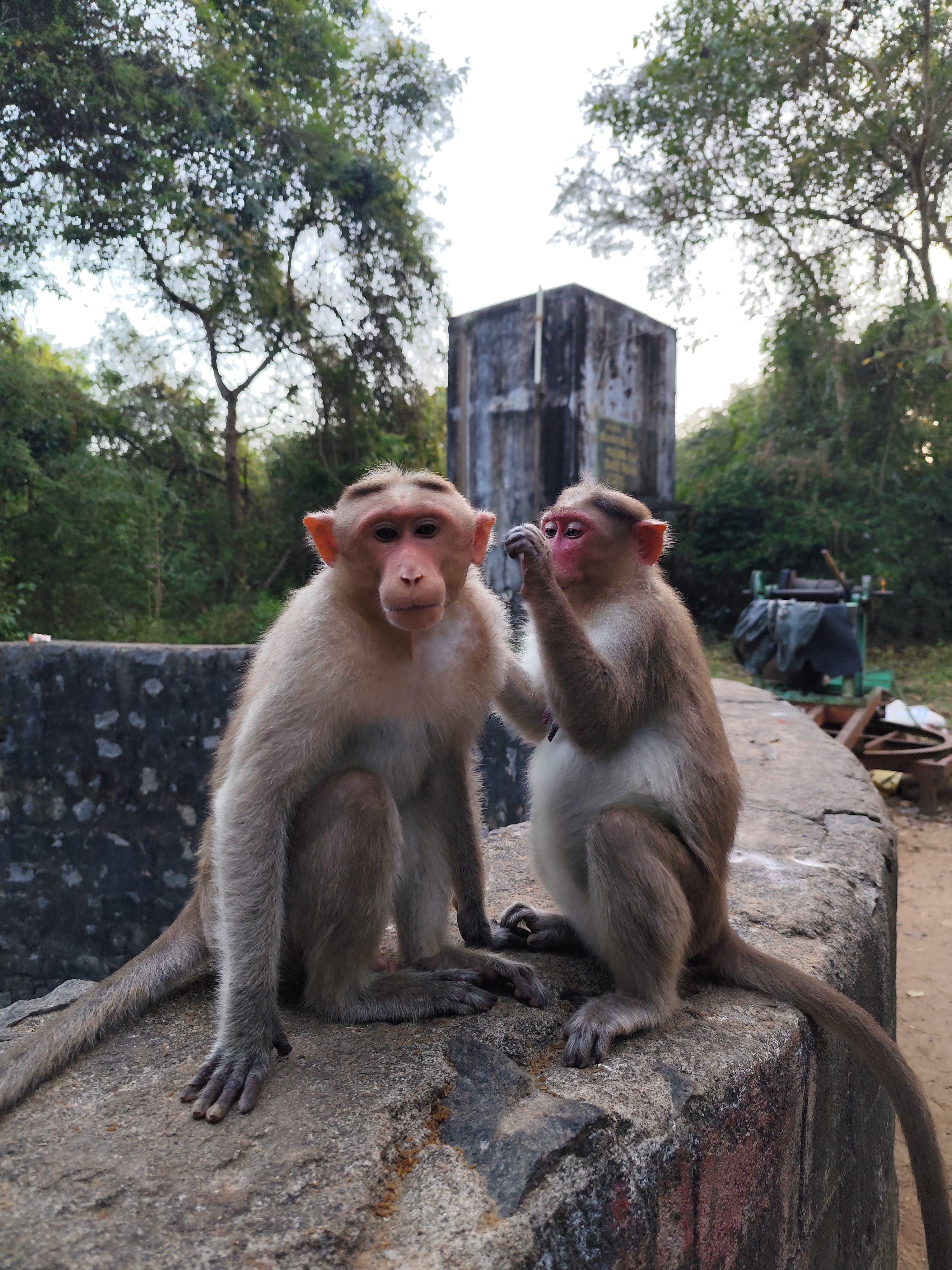 monkeys